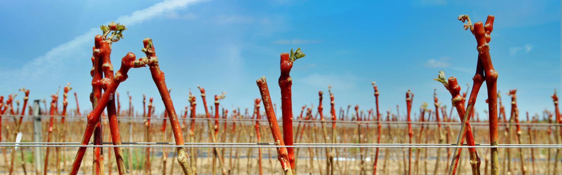 Paraffin Wax for Grafting: How to Use It Step-by-Step